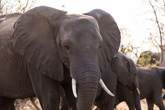 Elephant, Chobe National Park