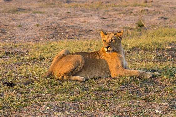 Female lion, Chobe National Park