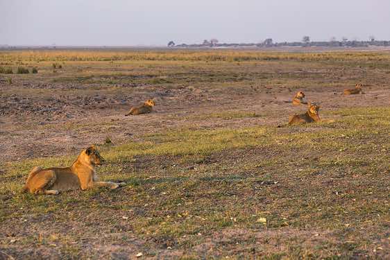 Group of female lions, Chobe National Park
