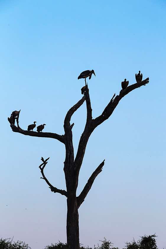 Vultures at sunset, Chobe National Park