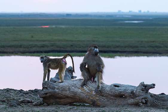 Baboons, Chobe River, Chobe National Park