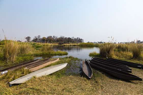 Mokoros at campsite, Okavango Delta