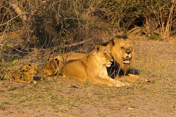 Lions, Chobe National Park