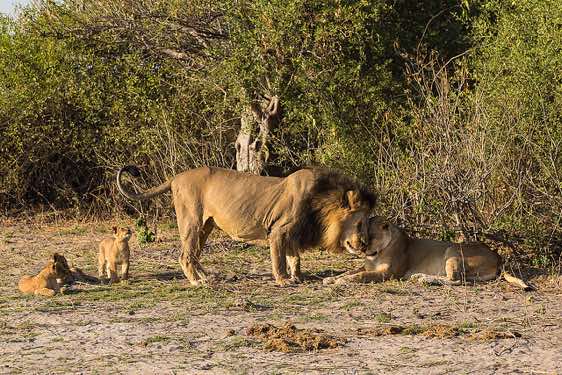 Lions, Chobe National Park