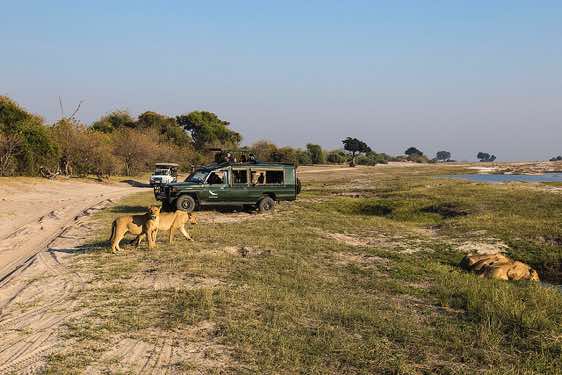 Lions and tourists, Chobe River waterfront, Chobe National Park