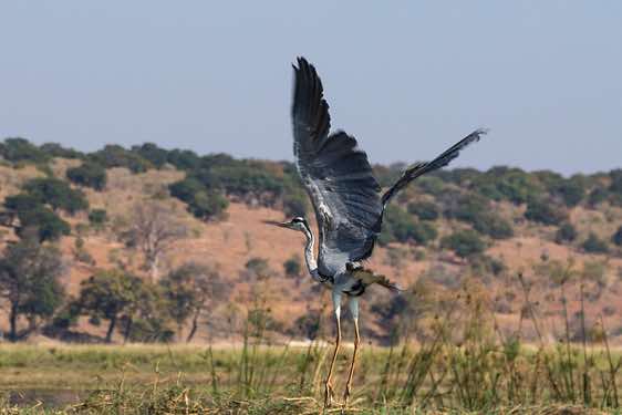 Grey heron (Ardea cinerea), Chobe River, Chobe National Park