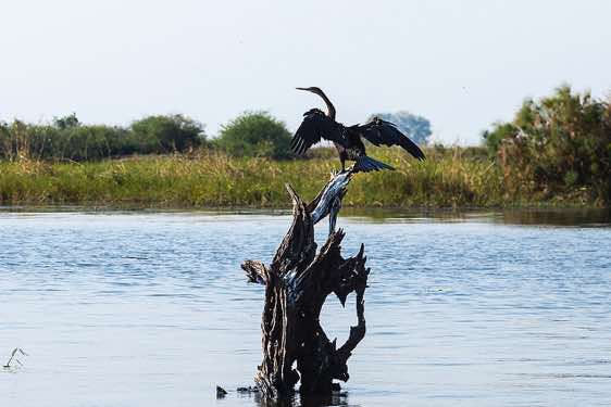 African darter (Anhinga rufa) drying its wings, Chobe River, Chobe National Park