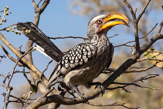 Southern yellow-billed hornbill (Tockus leucomelas), Savuti region, Chobe National Park
