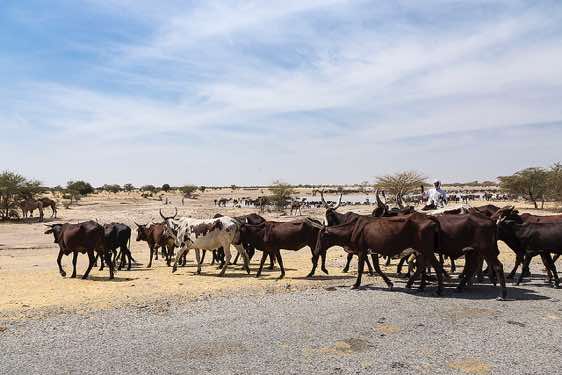 Herd of cattle crossing the street