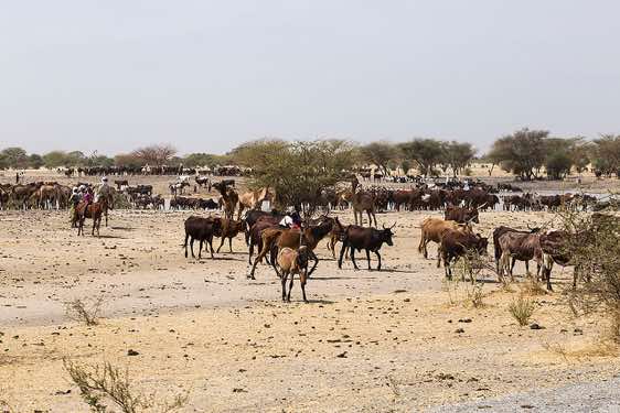 Herd of cattle at the waterhole