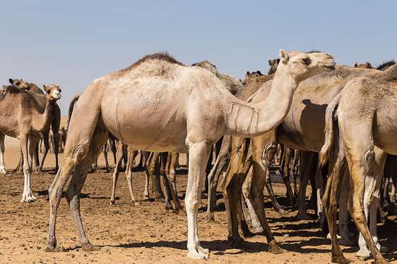 Herd of camels at a well
