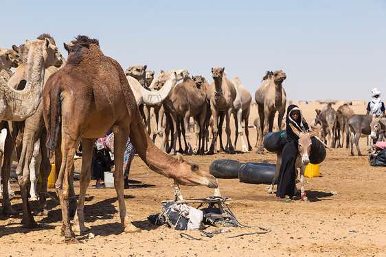 Herd of camels at a well