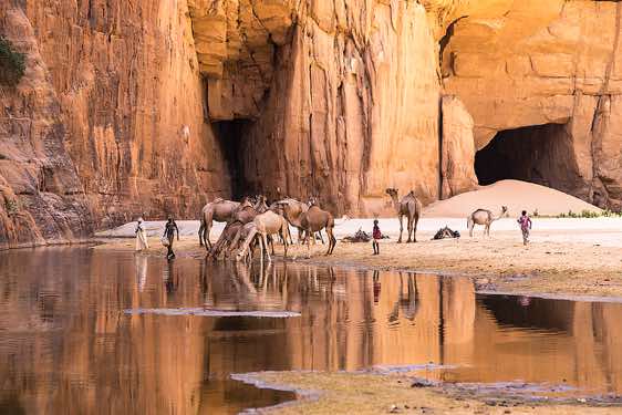 Herds of camels drink from the permanent water source at Guelta d'Archei, Ennedi Mountains, northeastern Chad