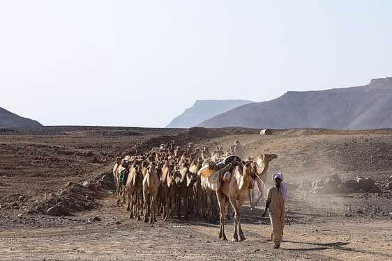 Camel driver, Yebbi Souma, Tibesti region