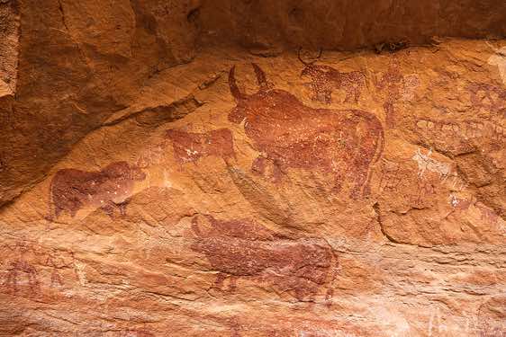 Rock painting showing (red) bulls and a clothed man with a headdress holding a stick and shield (upper right), Kozen rock art site, Tibesti region