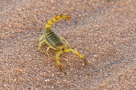 The deathstalker (Leiurus quinquestriatus) is one of the most dangerous species of scorpions