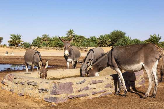 Group of donkeys at a well