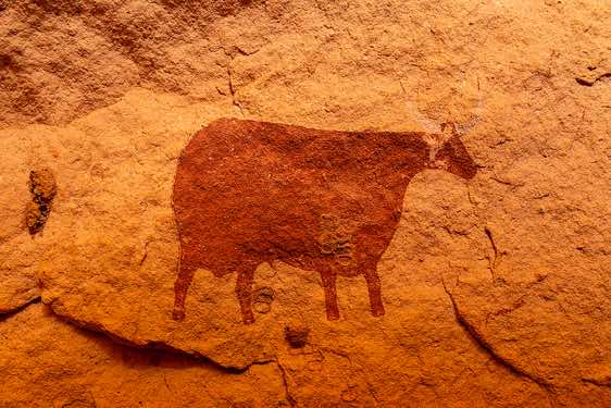 Rock painting of a (red) cow with (white) curved upturned horns with the end of the horn infilled in red, Gaora Hallagana, Ennedi, northeastern Chad