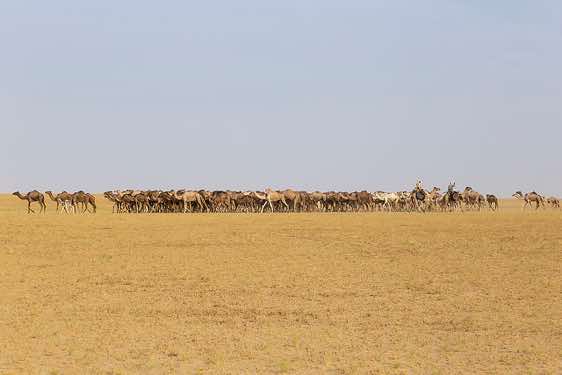 Herd of camels seen in the distance