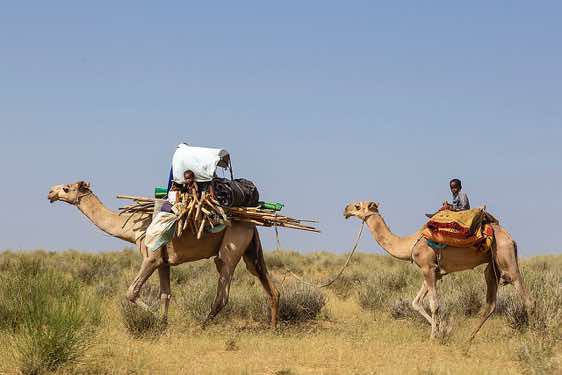Nomads on camels