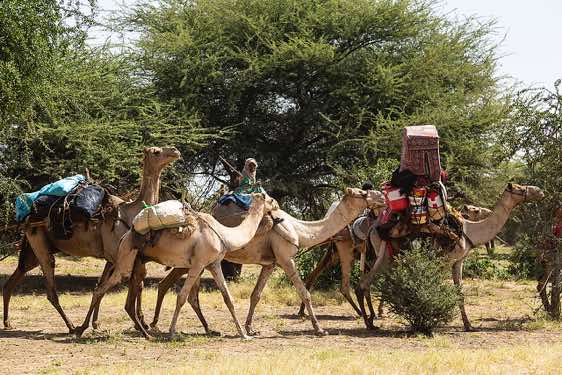 Nomads on camels