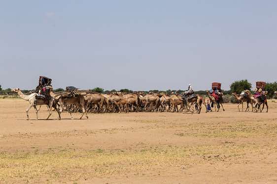 Nomads and their animals on the move