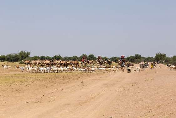 Nomads and their animals on the move