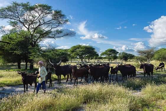 Cattle herder, seen en route from N'Djamena to Massakory