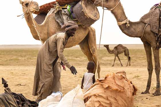 Nomad with camels at his campsite near Kouba Olanga, Borkou region