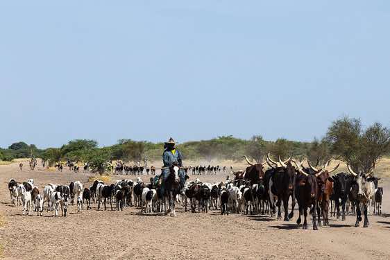 Cattle herder on the move