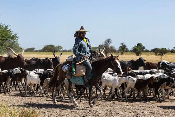 Cattle herder on the move
