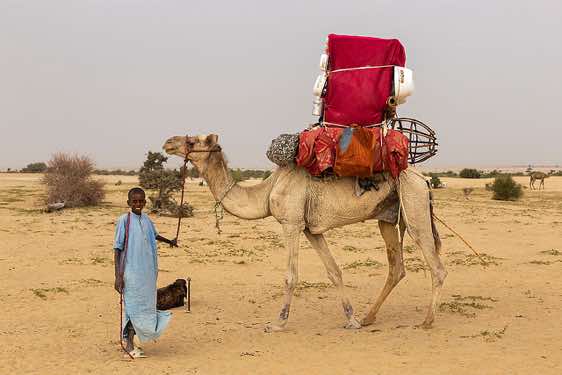 Nomad boy and a packed camel at a campsite near Kouba Olanga, Borkou region