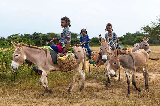 Wodaabe (Bororo) girls on donkeys leave the Gerewol festival campsite