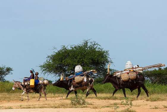 Wodaabe (Bororo) nomads and their packed animals on the move, Gerewol festival