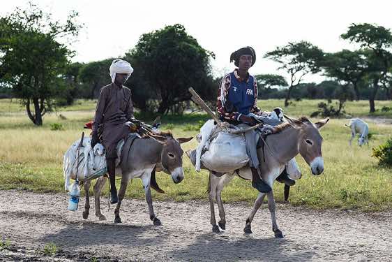 Sheperds on donkeys on the move