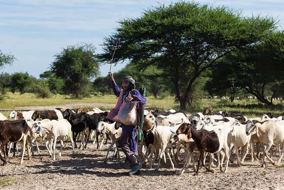 Sheperd with his herd on the move