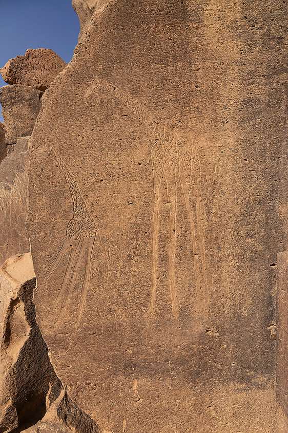 Giraffes engraving at Gonoa rock art site, near Bardaï, Tibesti region