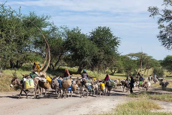 Fulani or Fulbe nomads on packed donkeys