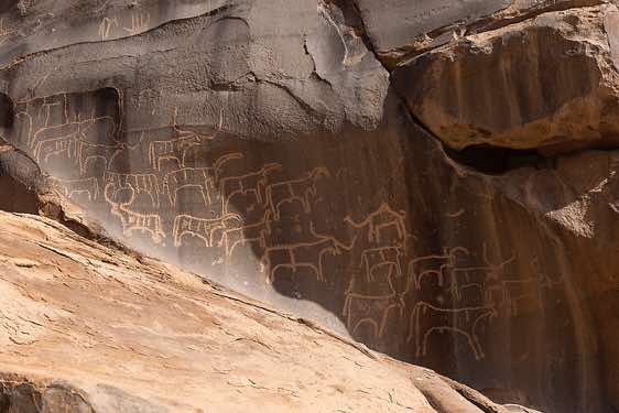 Engravings depicting cows and camels in the Tibesti region