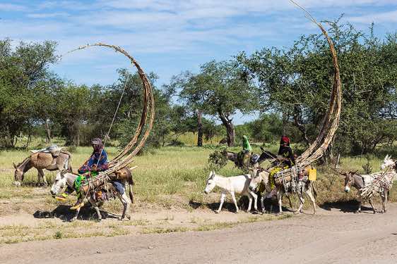 Fulani or Fulbe nomads on packed donkeys; at the sight of the attached wooden poles the sting of a scorpion comes to mind 