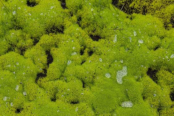 Green moss, Ammassalik Island