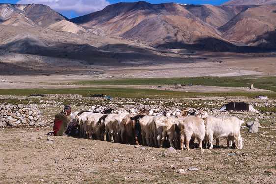 Goats, Nomad camp near Karzok, Rupshu region, Ladakh, Spiti to Ladakh Trek