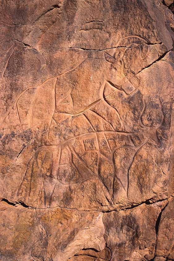 Cattle rock carving, Wadi Matkhandush, Messak Settafet