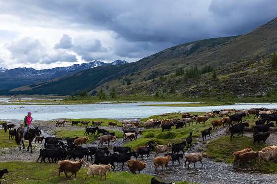 Nomad woman herding goats, Tavan Bogd National Park, Altai Mountains, Western Mongolia