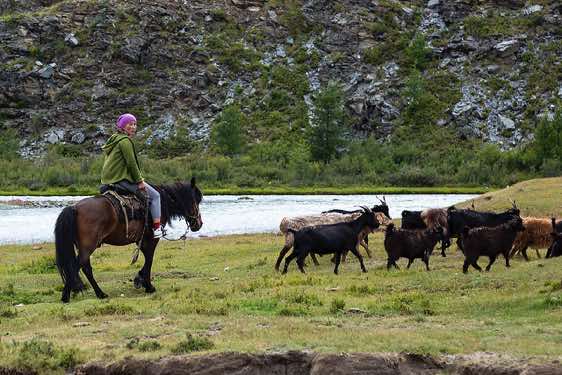 Nomad woman herding goats, Tavan Bogd National Park, Altai Mountains, Western Mongolia