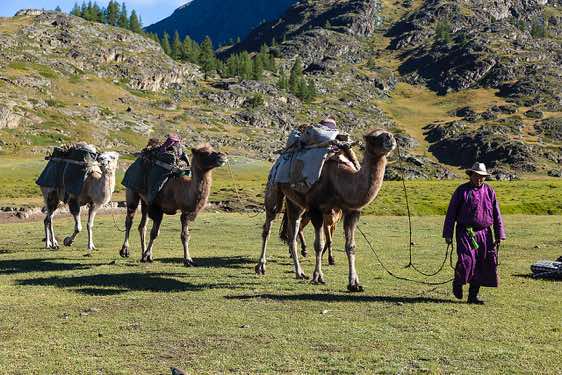 Camel herder Bold, Tavan Bogd National Park, Altai Mountains, Western Mongolia