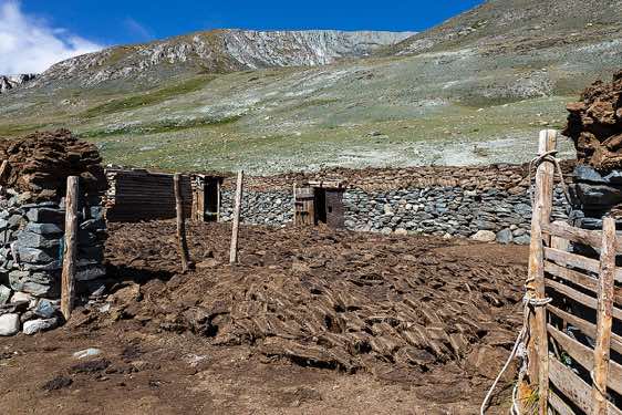 Storing lot's of cow dung for the winter, Tavan Bogd National Park, Altai Mountains, Western Mongolia