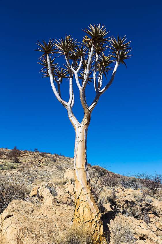 Quiver Tree or Kokerboom (Aloe dichotoma), Naukluft Mountains, Namib-Naukluft National Park