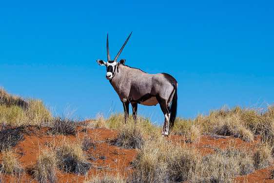 Gemsbok (Oryx gazella) in the NamibRand Nature Reserve, Namib Desert