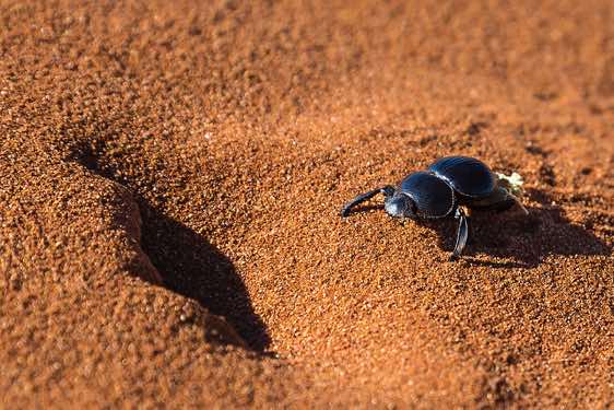 A tok tokkie beetle crossing the red sands of the Namib Desert, NamibRand Nature Reserve